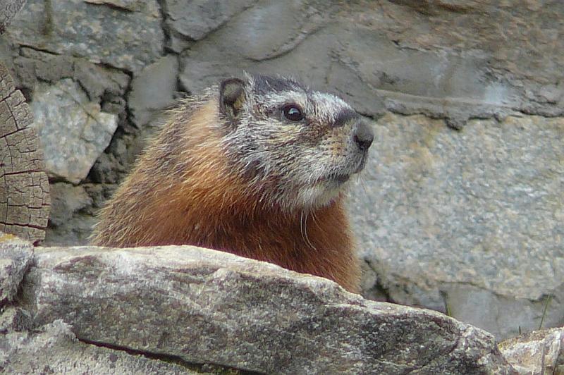 Marmot 1.jpg - This Yellow Bellied Marmot, also know as a Rock chuck, lived under the wood shed with his family.  We saw at least 3 adolescents.